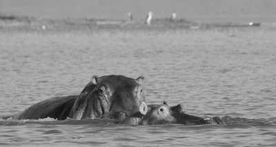 Ethiopia - Ziway Lake - Discover Addis Ababa - The real Ethiopia with a local! - 2