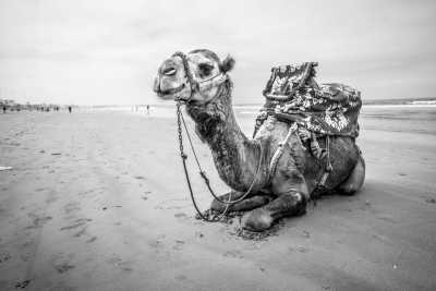 Morocco - Agadir Al-Massira International Airport - Magic Experience in Morocco - The best beaches around Tamraght