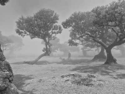 Portugal - Fanal Forestry Station - 🏝️ Adventure holiday in Madeira, Portugal🌺Girls' week in paradise 🌟 - 3