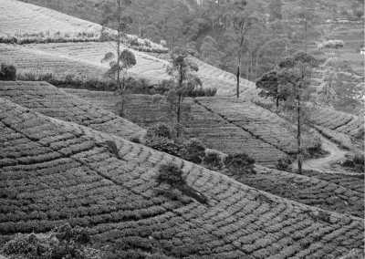 Sri Lanka - Matale - Explore The Natural Beauty of Paradise Of Heart Sri Lanka, Connect With Nature - Co-Working Trip - 1