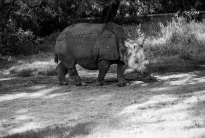 India - Mayang - See the majestic One-Horned Rhino in Pobitora, India - A tranquil oasis where you can relax and rejuvenate!