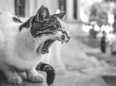 Türkei - Anatolian Side - 3-Day City Trip to Istanbul, Turkey: Fascinating Culture, Amazing Architecture, and Delicious Food - 4