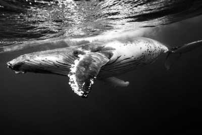 Australia - Swansea - 🐋 Winter Waves & Creative Days: A Co-Working Escape to Newcastle, Australia 🇦🇺 (PRIVATE ROOM) - 5