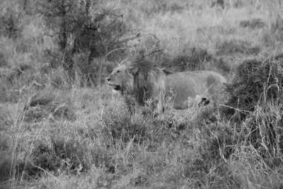 Kenia - Maasai Mara National Reserve - Kenyan Wonders Safari: All inclusive Maasai Mara, Lake Nakuru, Amboseli and Nairobi Adventure - 10