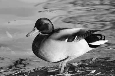 Tanzania - Kilimanjaro International Airport - KIA (JRO) - Pocket friendly Tanzanian Safari with a local - 3