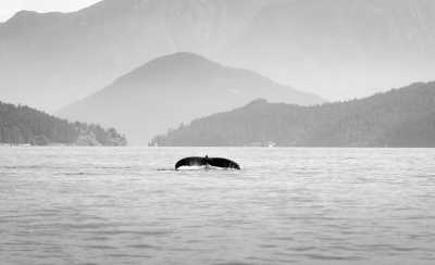 Kanada - Let's explore British Columbia's capital, Victoria, on beautiful Vancouver Island! - JoinMyTrip