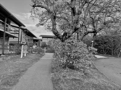 United States - Pisgah Forest - USA Road Trip - Spring Rhododendrons in Blue Ridge parkway and Great Smoky Mountains, tunnels and waterfalls! - 2