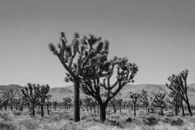 United States - Joshua Tree - USA WEST COAST Rundreise mit Mietwagen
