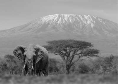 Tanzania - Mount Kilimanjaro - Explore and Delight in Tanzania: Your Ultimate Travel Destination within top three among the world - 1
