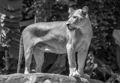 Indonesia - Monkey Forest - Bali with Ashley Sellers - 3