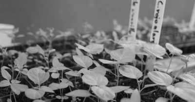 Costa Rica - La Gamba centro - Co-working und Volunteering im Regenwald Costa Ricas - 26