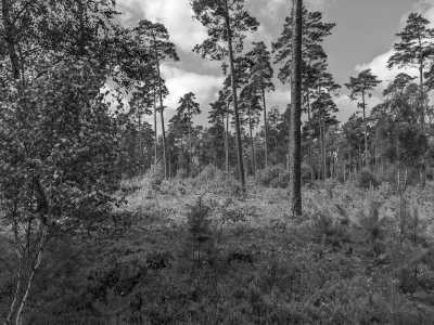 Germany - Schneverdingen - 4-Tage wandern in der Lüneburger Heide - 4