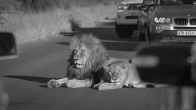 Südafrika - Kruger Self-Drive Safari: 6 nights/ 7 days-2000 km - JoinMyTrip