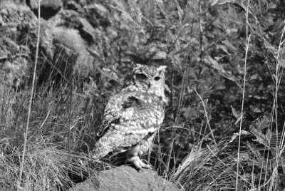 South Africa - New Bethesda - Südafrika: das Kap, der Wein, die große und kleine Karoo, Gardenroute, garantierte Durchführung