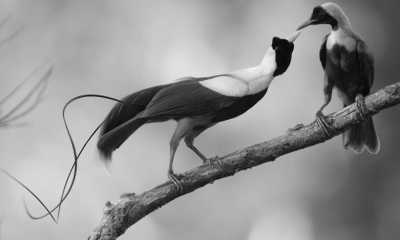 Indonesien - Mansuar - Raja Ampat YOGA Liveaboard Escape to Explore the 5 Great Magical Diving Spots - 5