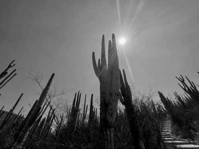 Mexiko - Reserva de la Biósfera Tehuacán-Cuicatlán - SOUTH MEXICO WONDERS, DAY OF THE DEAD EDITION - 3