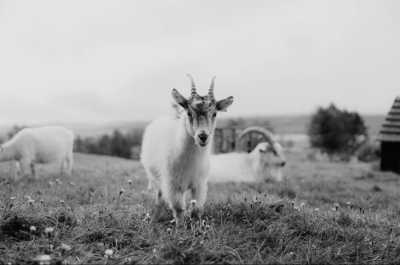 Nordeuropa - Brúnastaðir Guesthouse and Farm - 🌊 Skandinavische Wellen: Dänemark, Faröer & Island 🇩🇰🇫🇴🇮🇸 - 8