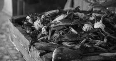 Ägypten - Hurghada Fish Market - حلقه السمك اسماك الغردقه - New Year in Egypt with a Local at the beach in Hurghada 🏖 𓅓𓏲𓅓𓅓𓏭𓋴,   𓉔𓏲𓂋𓎼𓉔𓄿𓂧𓄿 🇪🇬. - 1