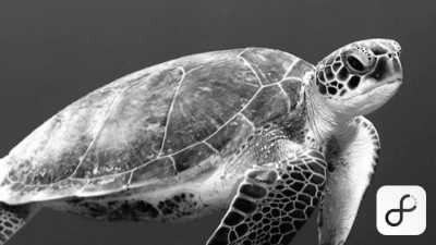 Tanzania - Mafia Island - Your Ultimate Travel Destination with 99% of Natural Reserve: Tanzania - 13