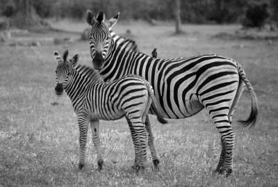 Southern Africa - Khwai - Botswana Explorer - Entdecke Botswana's Natur und Tierwelt im 4x4 - 4