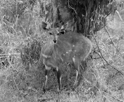 Southern Africa - Madikwe Game Reserve - Botswana Explorer - Entdecke Botswana's Natur und Tierwelt im 4x4