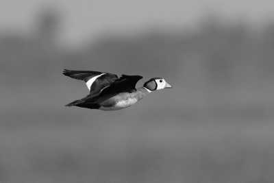 Tanzania - Lake Manyara National Park - Culture &Wildlife experience in Tanzania. - 6