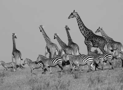 Kenia - Nairobi National Park - Kenya's Wildlife Wonders: Maasai Mara, Lake Nakuru & Nairobi National Park Adventure - 3