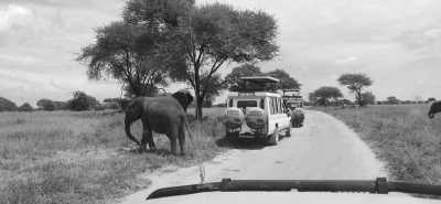 Tanzania - Ngorongoro Crater - Best of Tanzanian Safari 🦒 - 5