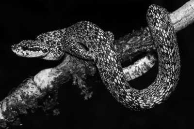 Costa Rica - Cerro de la Muerte - Costa Rica Herpetology Adventure: Crocodiles and Poison Dart Frogs Expedition