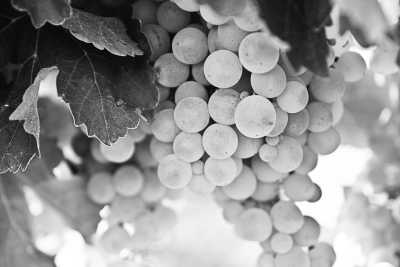 Österreich - Wien - Wandern, Wein und Wiener Flair 🇦🇹​ ​Weinwandern am Wochenende 🥾​🍷 - 3