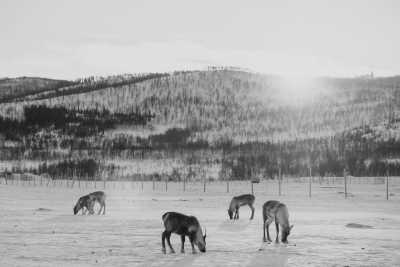 Norwegen - Tromsø - Norway Tromso - Northern Lights Photo Tour 📷 - 4