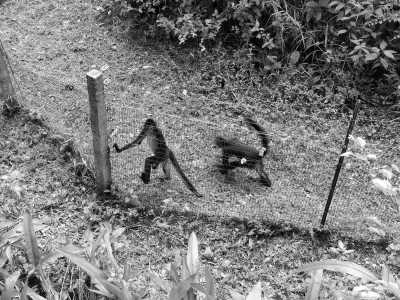 Belize - The Belize Zoo and Tropical Education Center - Experience Belize Like a Local: Authentic Travel Adventures Await - 1