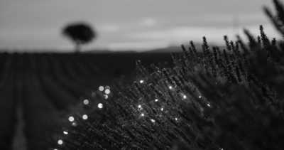 Europe - Valensole - Fototrip -- Frankreich + Spanien