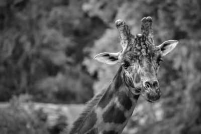 Kenia - Haller Park - Road Trip and Holiday Escapade In Kenya (Mombasa and Watamu) for 10 days - 2