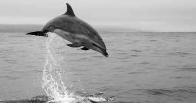 Portugal - Ponta Delgada - São Miguel Active Experience - 3