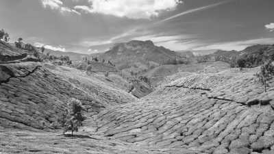 India - Tea Gardens - 4-Day Munnar to Alleppey Itinerary: Discover the Best of India's Backwaters