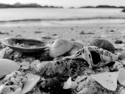 Northern Europe - Kvaløya - Nordic Experience and Whale Watching in Norway,Finland - 1