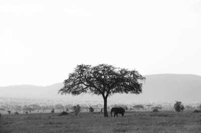 Tansania - Serengeti National Park - Tanzania Safari - Single Private room (1pax) - 7