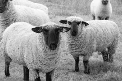 United Kingdom - Bures - Walk the footpaths of Essex and Suffolk, England, UK -  Single room with ensuite - 3