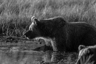 Northern Europe - Naatikkavaara - Breath-taking Lapland Safari for a week in the Lands of the Midnight in Northern Europe - 2