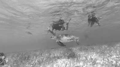 Bahamas - Little Harbour - Set sail through the blissful Abaco Island chain