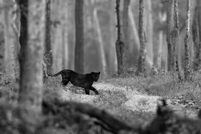 Indien - Discover off-beat Karnataka in India through its enchanting wildlife in Kabini Forest - JoinMyTrip