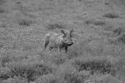 Südafrika - Albertinia - 🌞Ultimate 10-Day South Africa Road Trip🇿🇦Cape Town & The Garden Route – 🌊Adventure, Nature & Epic Vibes! - 11