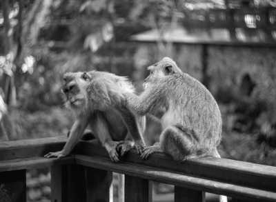 Indonesien - Ubud - 10 Day Bali Tropical Adventure : ATV, Hike, Surf, Party - 2