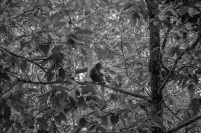 Indonesia - Monkey Forest - Discover New Horizons on a Bali Summer Escape: Unveiling the Beauty of Indonesia - 3