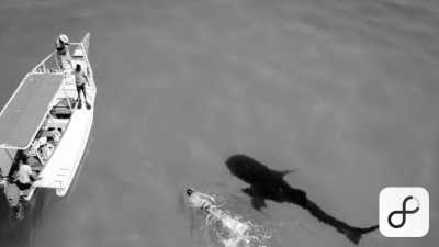 Tanzania - Mafia Island - Your Ultimate Travel Destination with 99% of Natural Reserve: Tanzania - 9