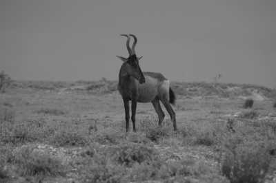 South Africa - Addo Elephant National Park - South Gate - Mathyolweni Gate - Cape Town and the Garden Route 🐘 7 Days 🌞 Explore South Africa with a Local 🌊 - 10