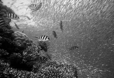 Egypt - Ras Mohamed Nature Reserve - Start your year in the mesmerizing embrace of Sharm El Sheikh's beauty and charm. - 2