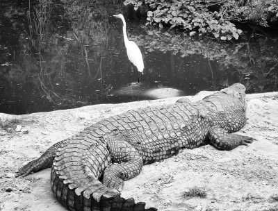 Kenya - Mombasa - Discovering the nature and customs of Kenya, East Africa - 6