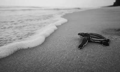 Thailand - Khao Lampi–Hat Thai Mueang National Park - Co-living/Volunteering Trip, Taking care of baby turtles🐢❤️ at National Park in Phang Nga, Thailand. - 1